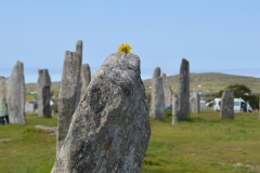 Callanish_flowers