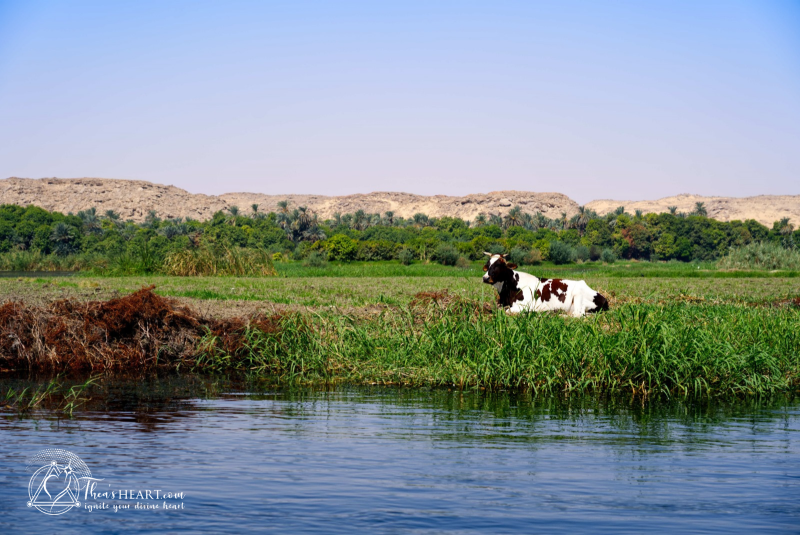 Starseed Egypt Adventure 2024 - Dahabeya__Starseed Egypt Adventure 2024 (4)