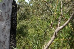 TheasHeart_Bulgandry_1