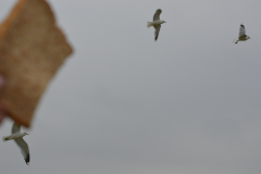 Isle of Harris - Feed em