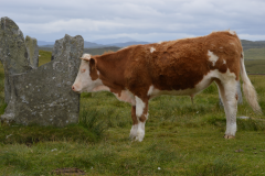 Callanish III - Callanish III
