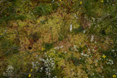 Lightning Stone - Lightning Stone (4)