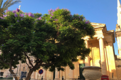 Theas_Heart_Althea_Provost_Malta_2019-5