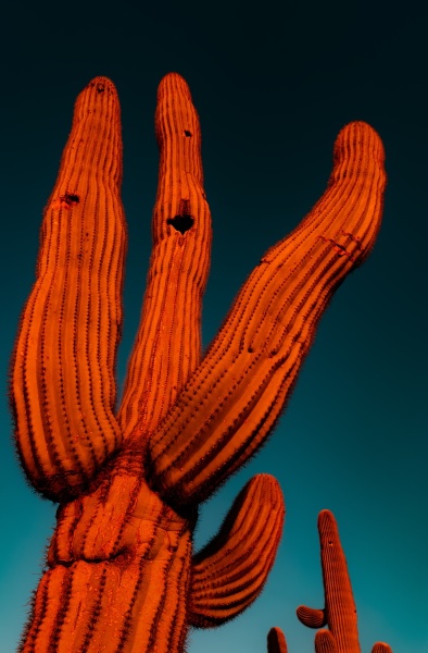 Saguaro Cactus in desert glows red and orange as sunsets.