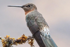 Starseed Peru Adventure 2025 - 2