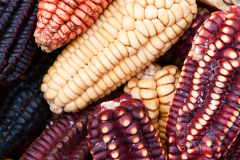 Starseed Peru Adventure 2025 - Maize