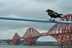 Starseed Scotland Adventure_S Queensferry__June 2025 - The Forth Bridge