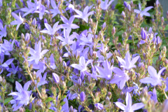 Starseed Scotland_Rosslyn - 16