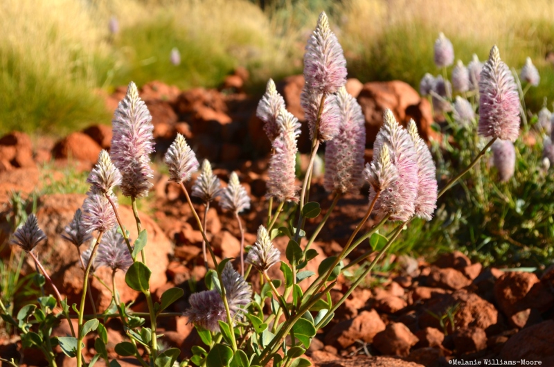 TheasHeart_Starseed-Australia2016_16