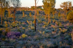 TheasHeart_Starseed-Australia2016_12