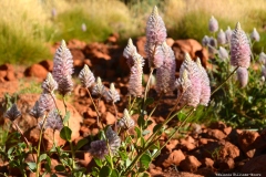 TheasHeart_Starseed-Australia2016_16