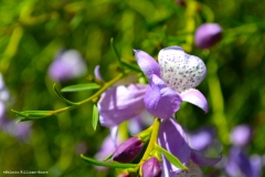 TheasHeart_Starseed-Australia2016_3