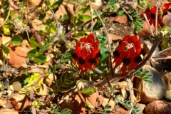 TheasHeart_Starseed-Australia2016_6