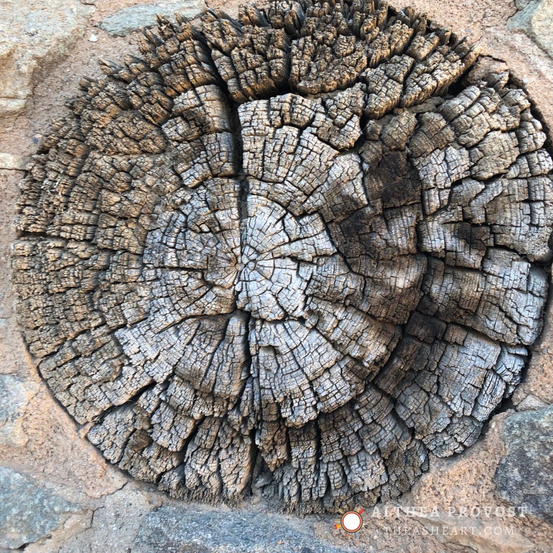 Tree stump used for dendrochronology at Chimney Rock photographed by Althea Provost for When the Stars Align.