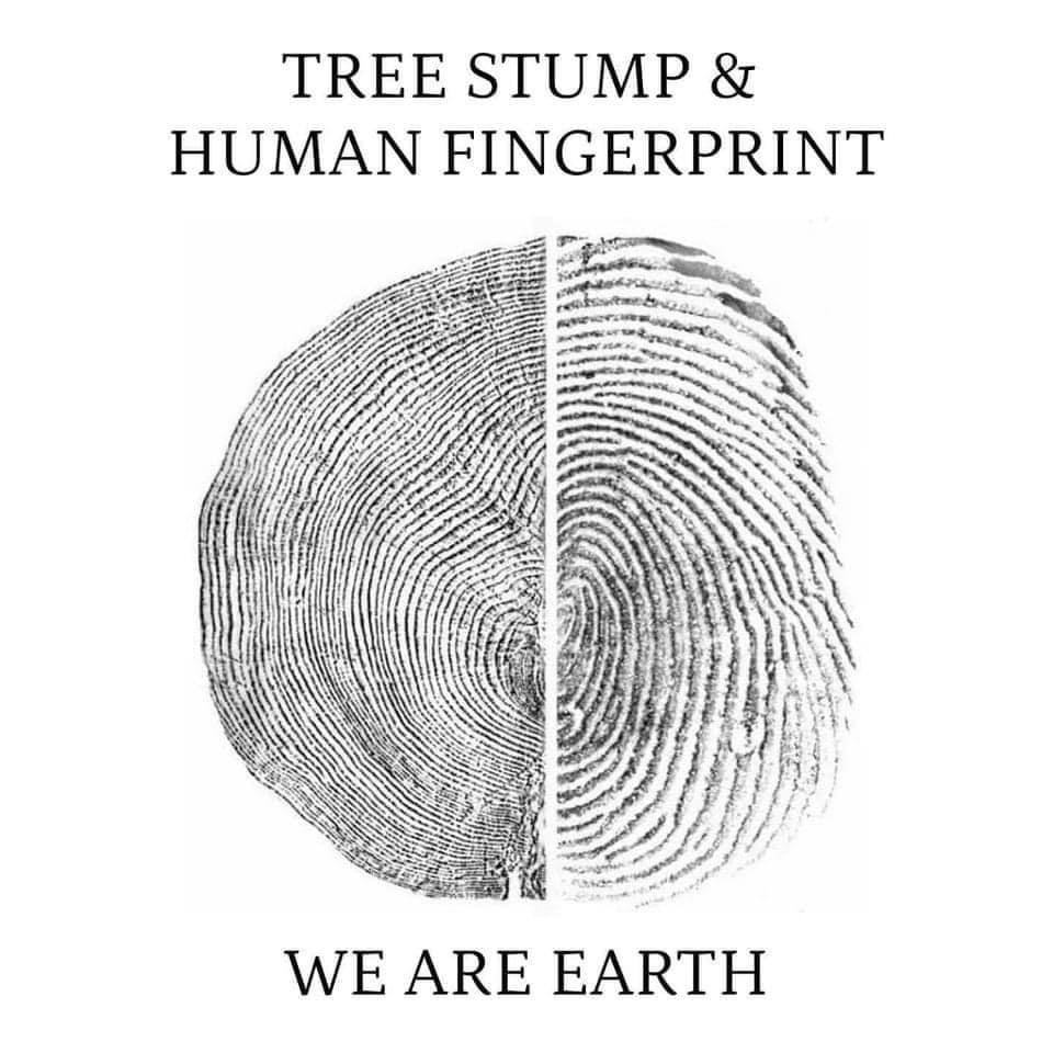 Tree rings and human fingerprint comparison for When the Stars Align by Althea Provost.
