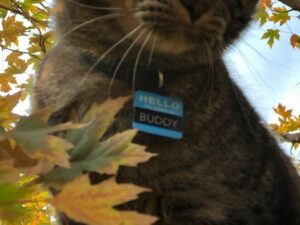 Buddy the cat wearing a name tag, prankster in Inspector Provost case.