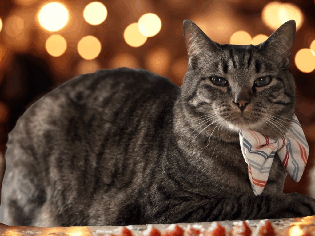 Inspector Provost studies Buddy the cat wearing a red, white, and blue bow tie while sitting near treats.