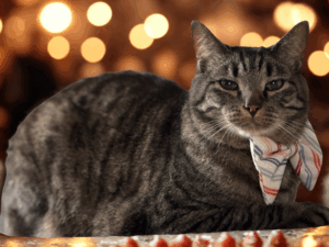 Buddy the cat with festive bow, playful character in Inspector Provost case