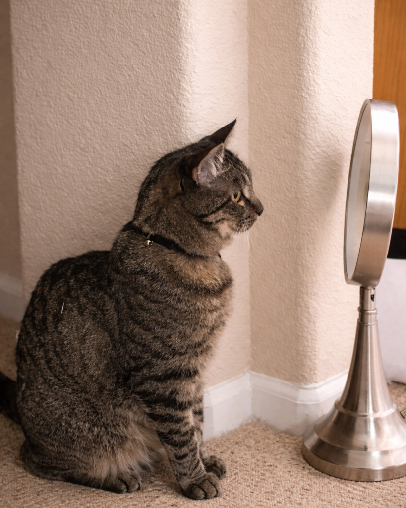 Feline Prankster in Mirror Study