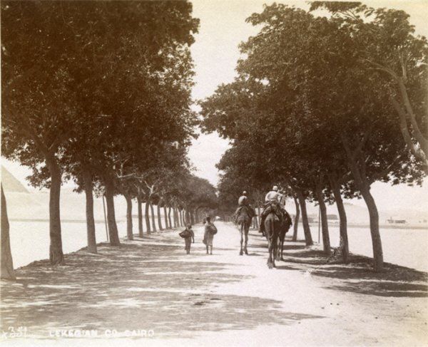Tree‑lined road leading toward the pyramids with two men riding camels and two men walking beside them in Lekegian photograph No. 351