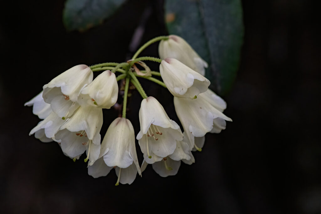 Starseed Bhutan Adventure with Althea Provost rhododendron blossoms during the Rhododendron Festival